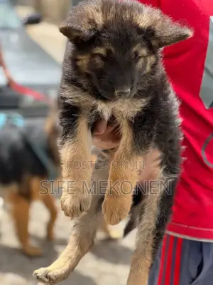 1-3 months Male Purebred German Shepherd