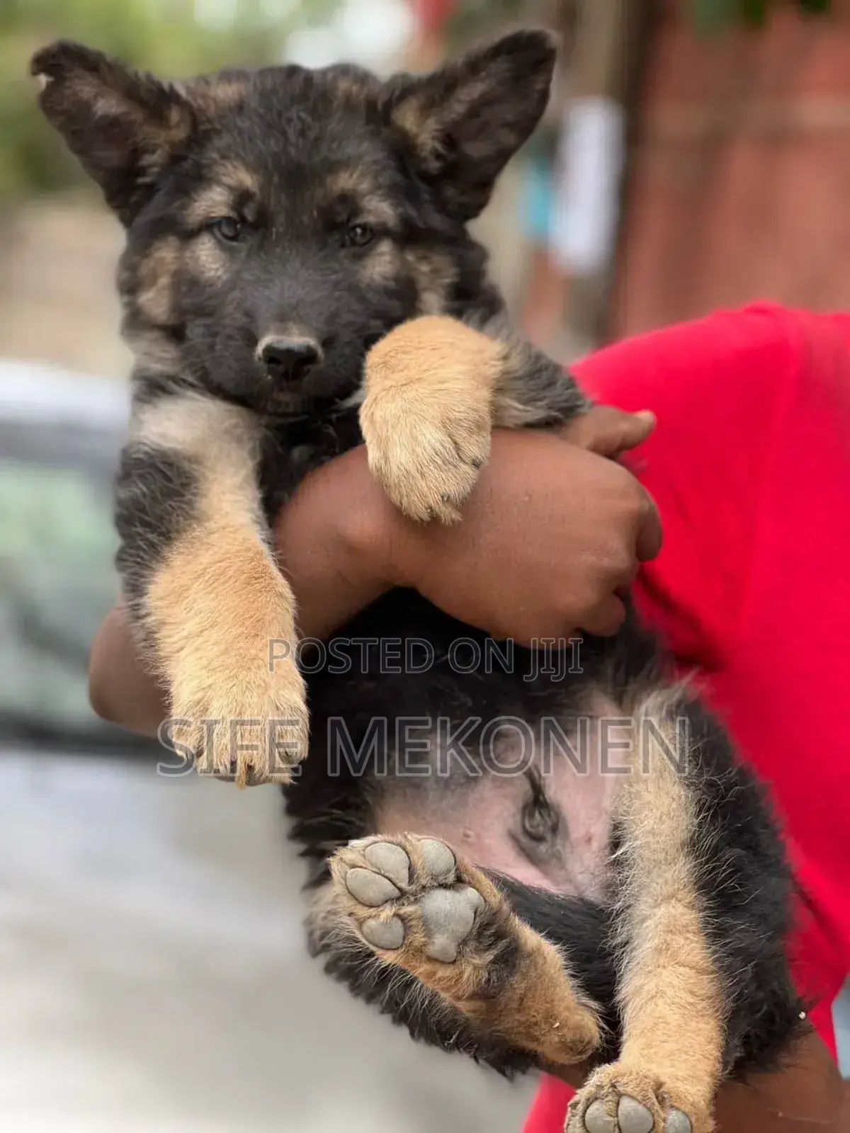 1-3 months Male Purebred German Shepherd