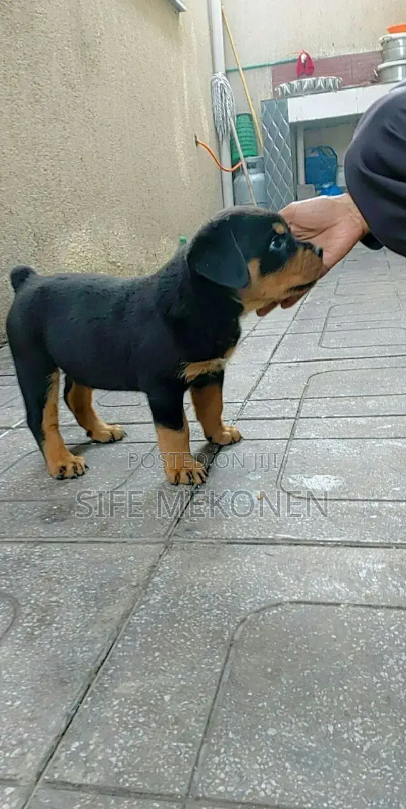 1-3 months Male Purebred Rottweiler