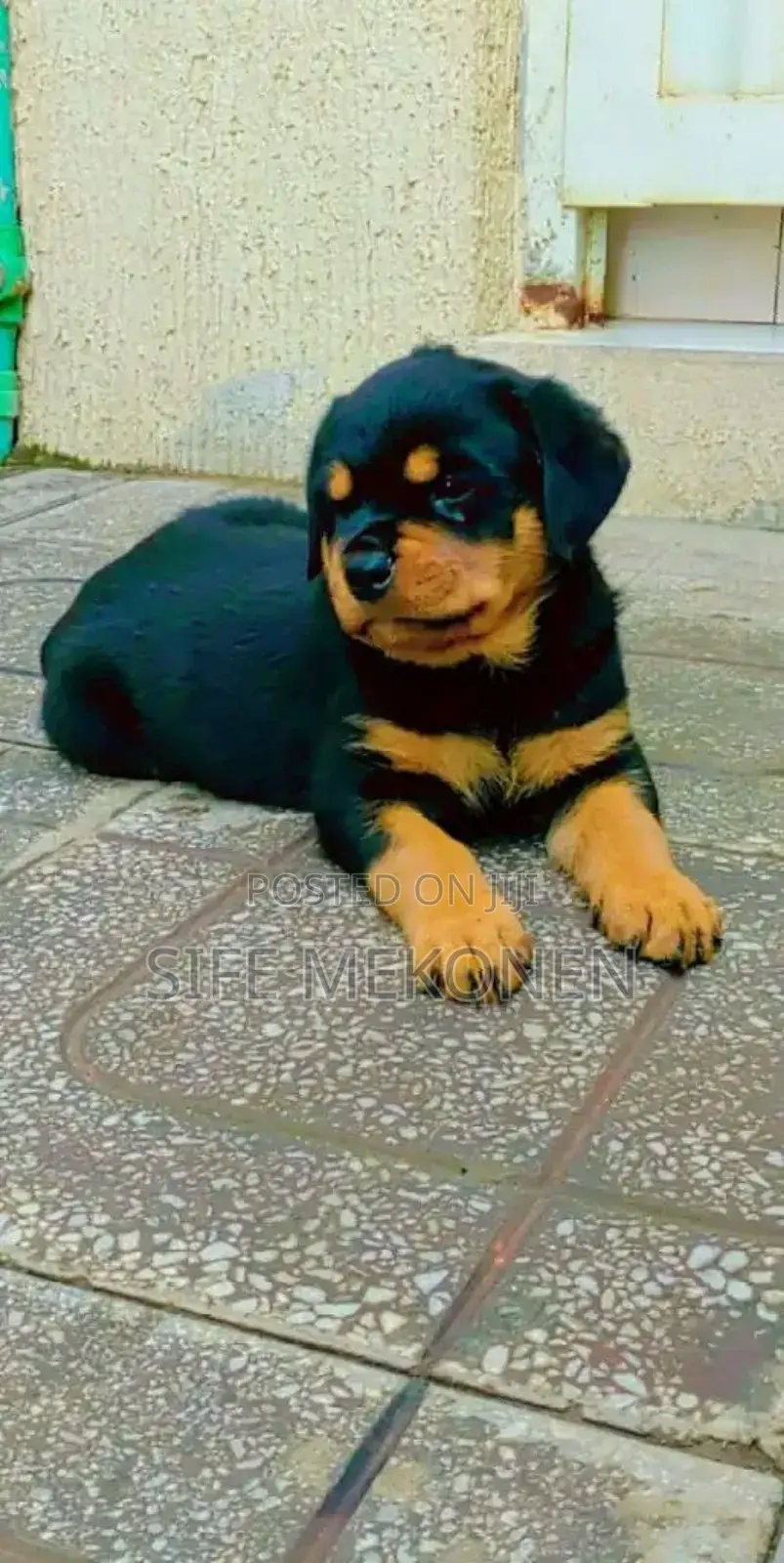 1-3 months Male Purebred Rottweiler