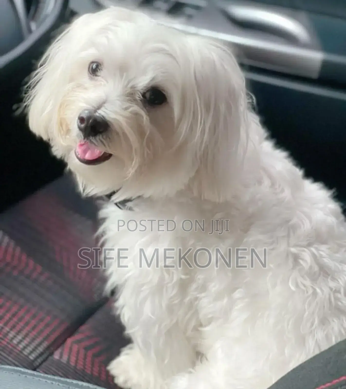 1-3 months Male Purebred Maltese