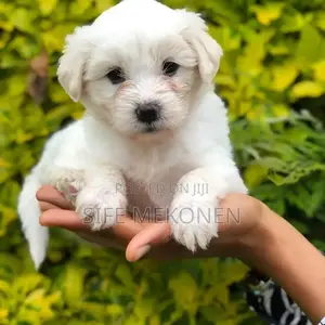 1-3 months Male Purebred Maltese