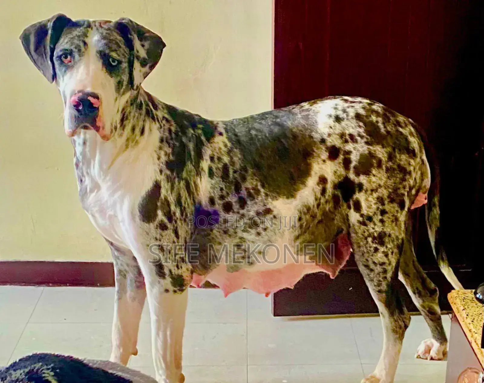 1-3 months Male Purebred Great Dane