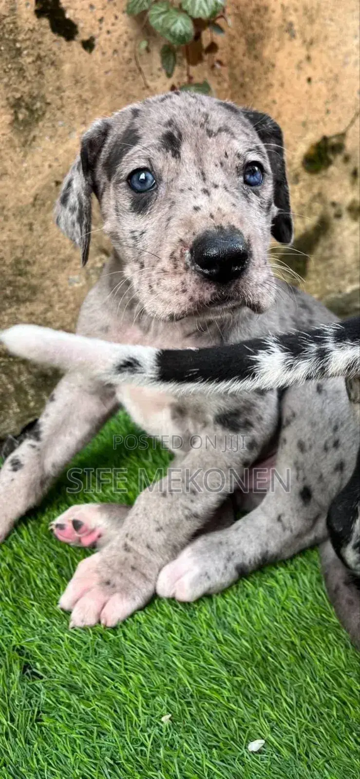 1-3 months Male Purebred Great Dane