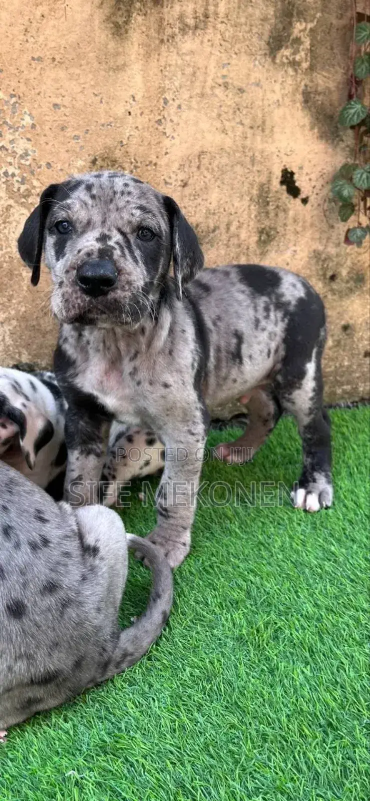 1-3 months Male Purebred Great Dane