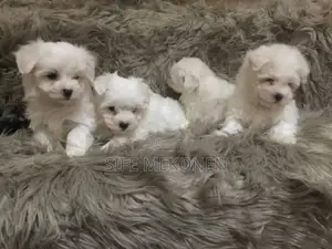 Photo - 1-3 months Male Purebred Maltese