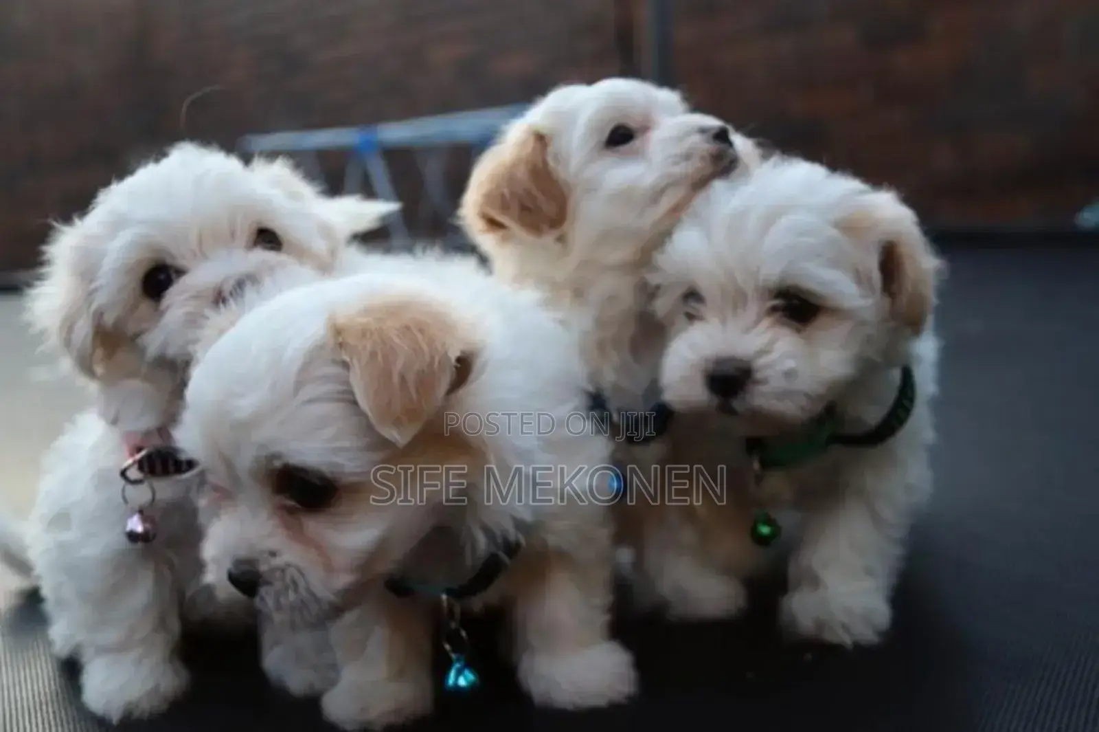 1-3 months Male Purebred Maltese