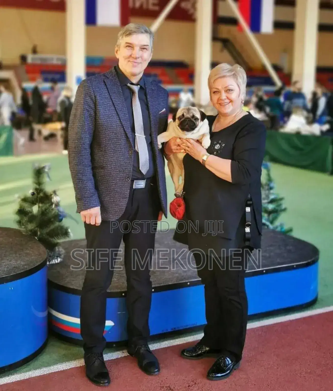 1-3 months Male Purebred Pug