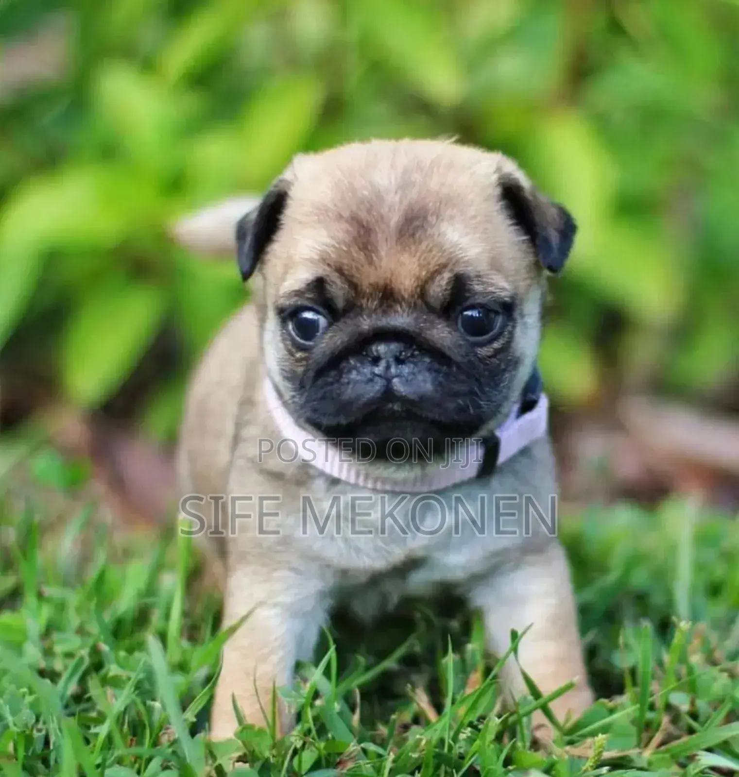 1-3 months Male Purebred Pug
