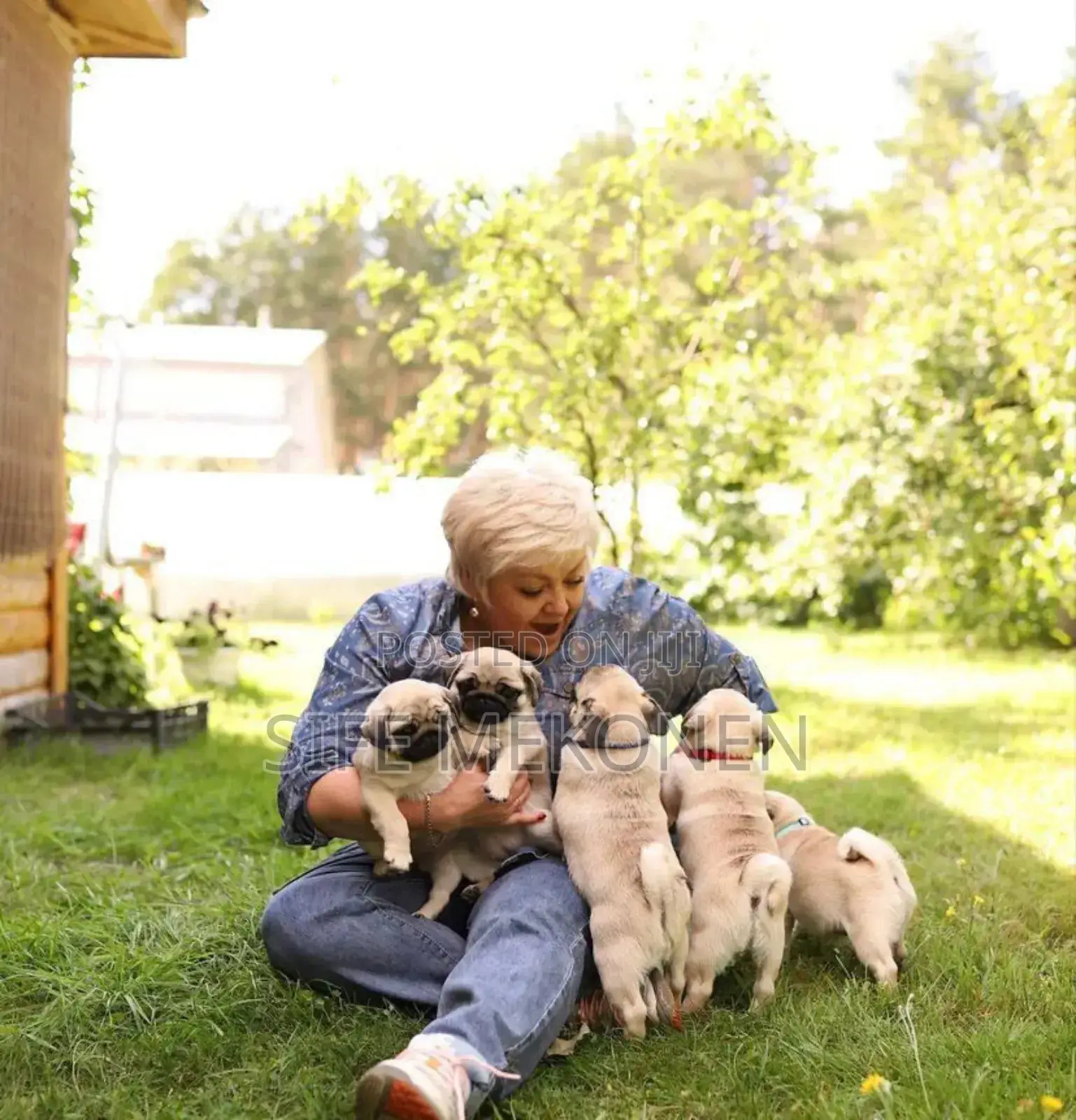 1-3 months Male Purebred Pug