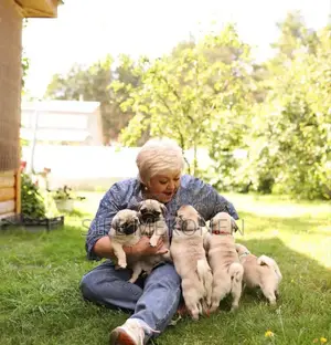 Photo - 1-3 months Male Purebred Pug