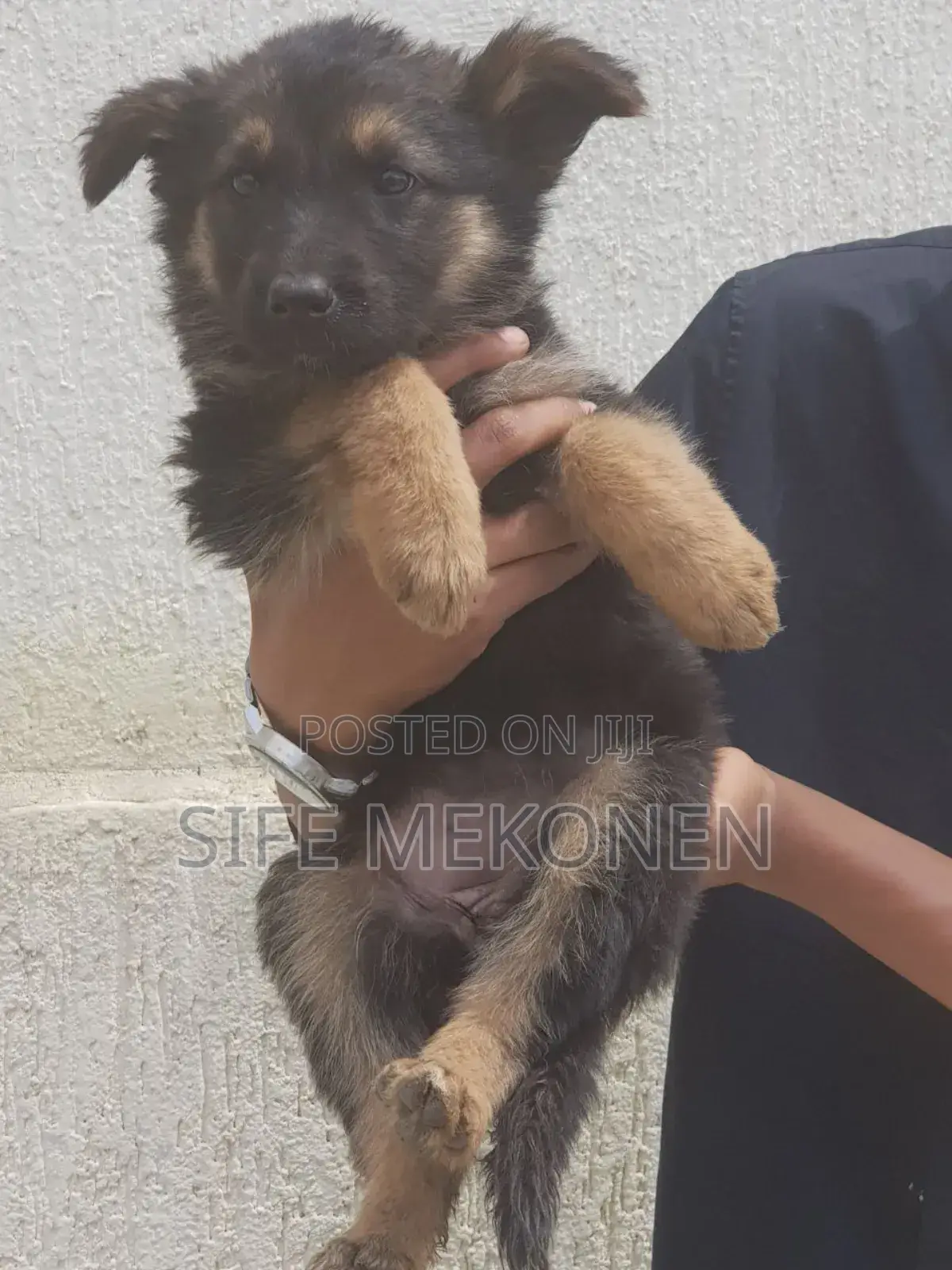 1-3 months Male Purebred German Shepherd