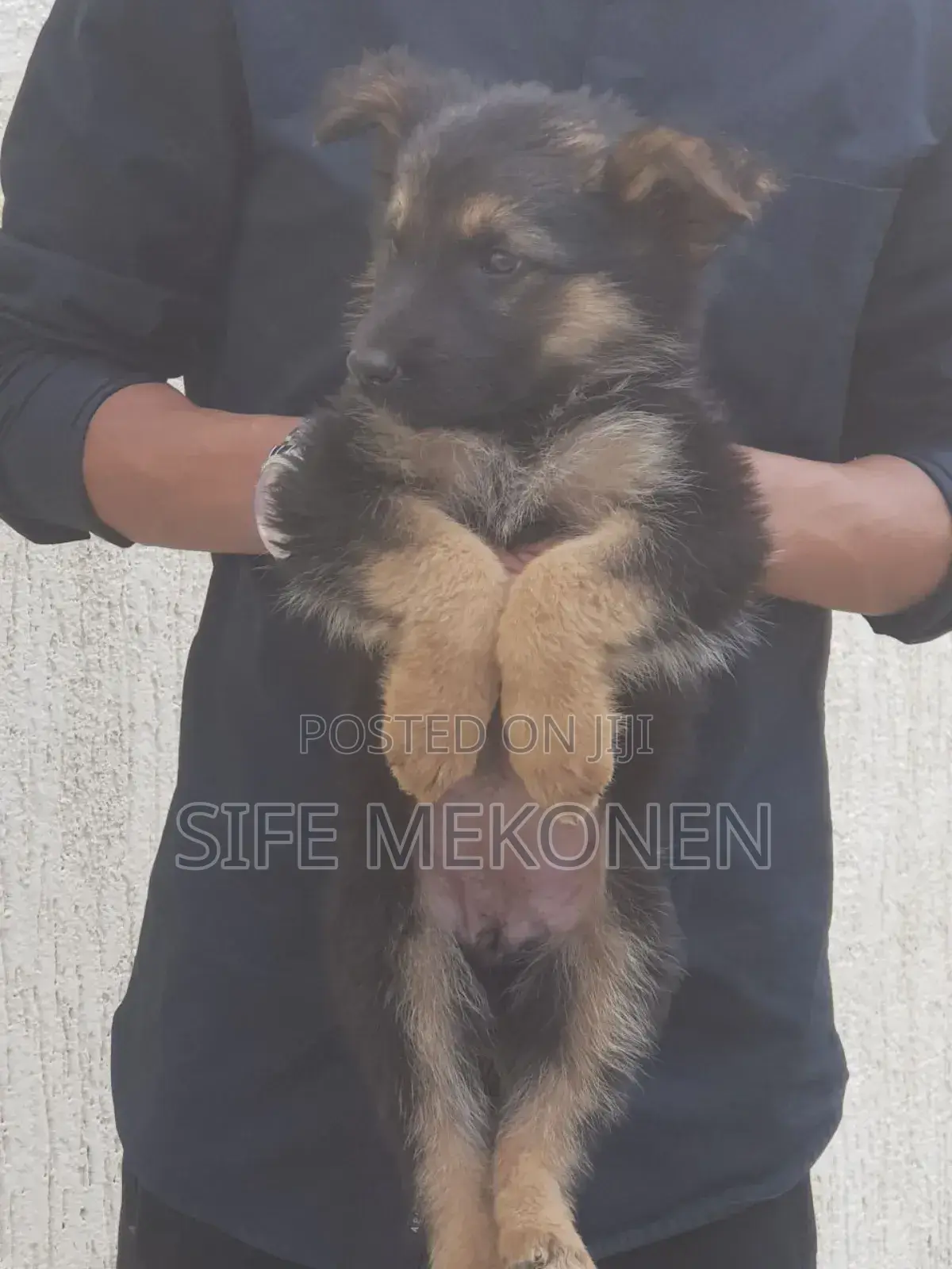 1-3 months Male Purebred German Shepherd