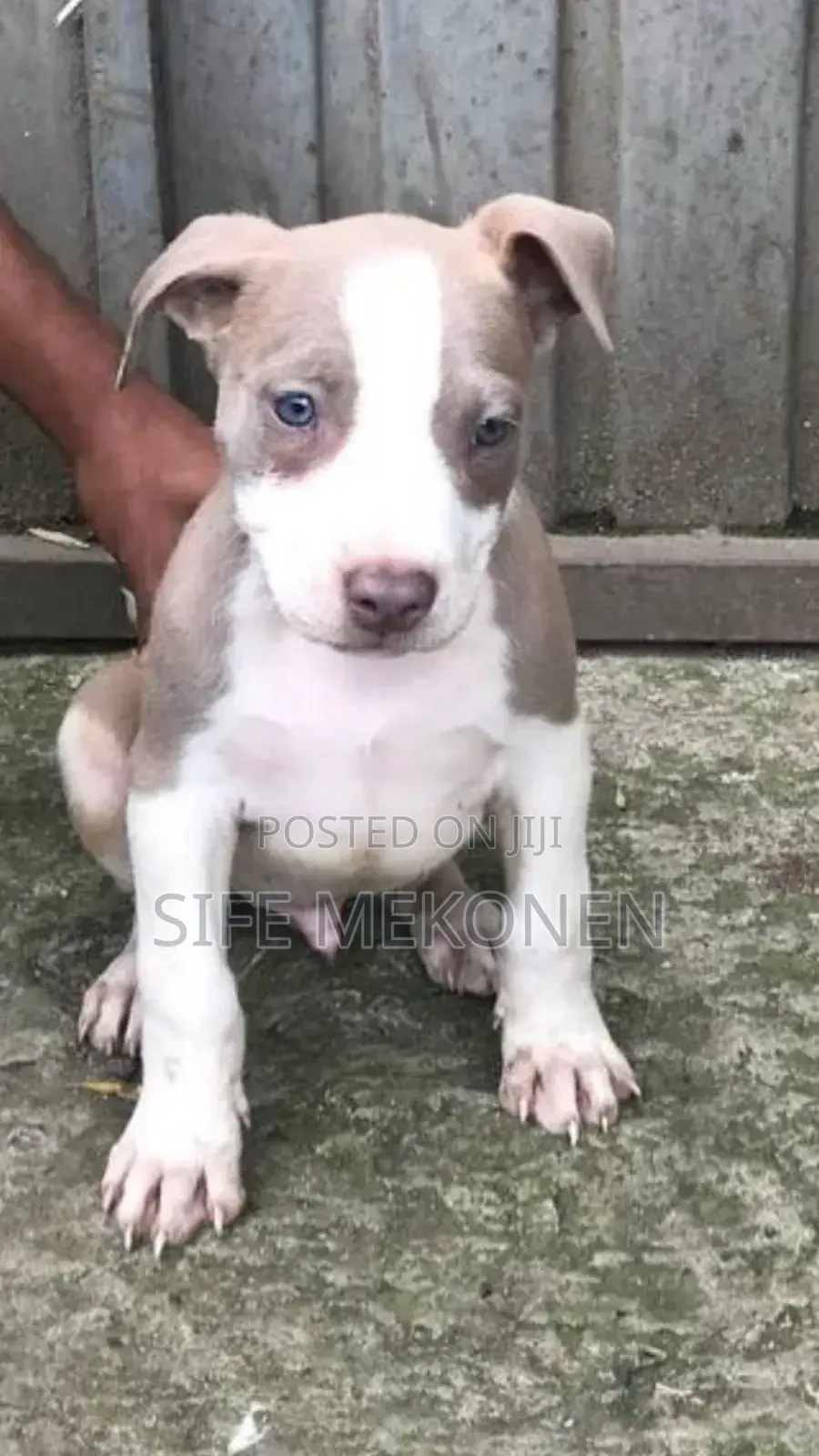 1-3 months Male Purebred American Pit Bull Terrier