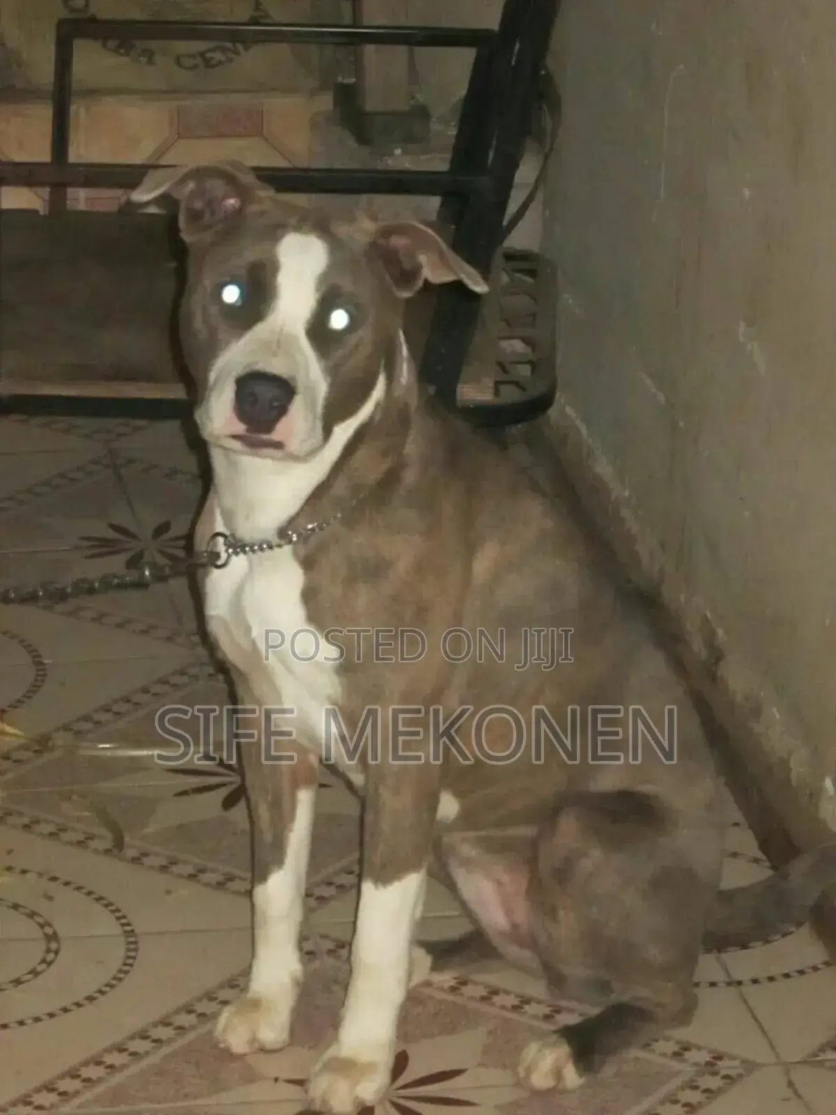 1-3 months Male Purebred American Pit Bull Terrier
