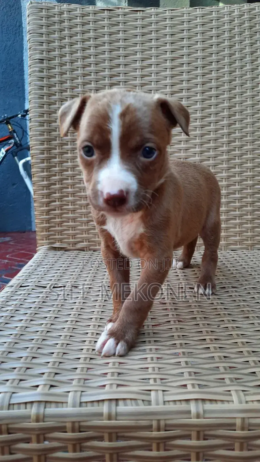 1-3 months Male Purebred American Pit Bull Terrier