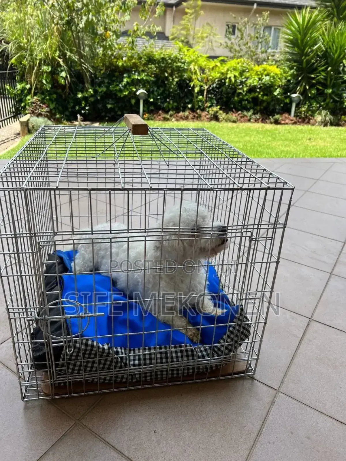 1-3 months Male Purebred Maltese