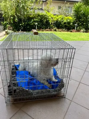 Photo - 1-3 months Male Purebred Maltese