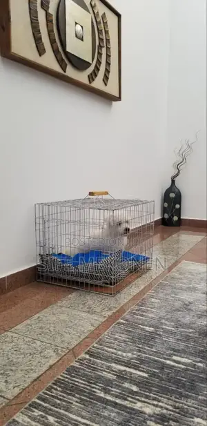 1-3 months Male Purebred Maltese