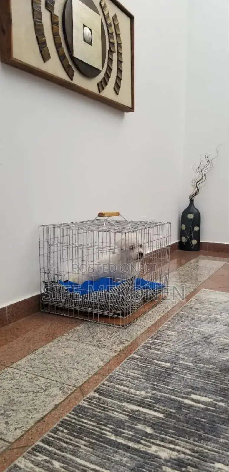 1-3 months Male Purebred Maltese