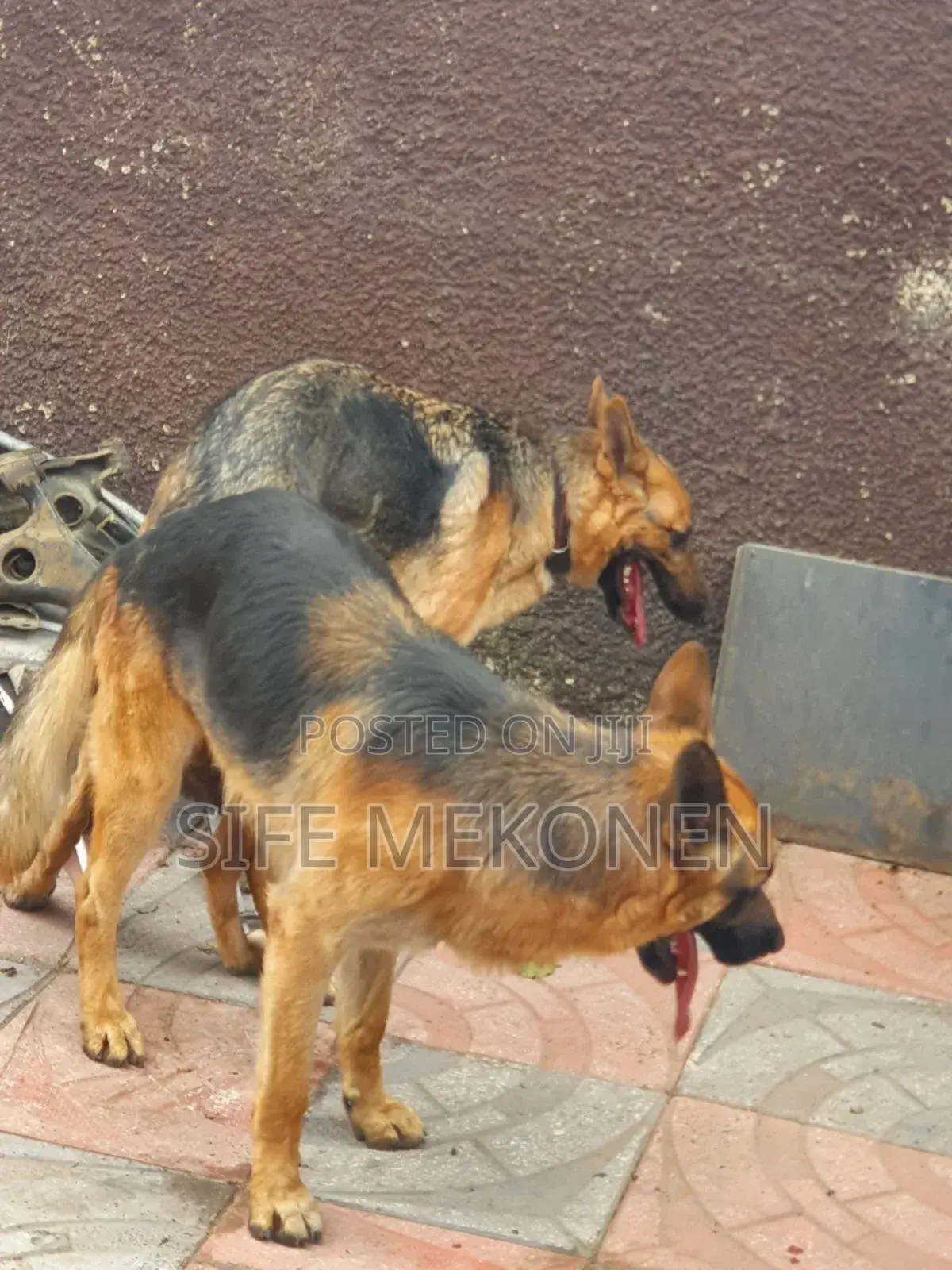 1-3 months Male Purebred German Shepherd