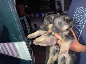 1-3 months Male Purebred German Shepherd