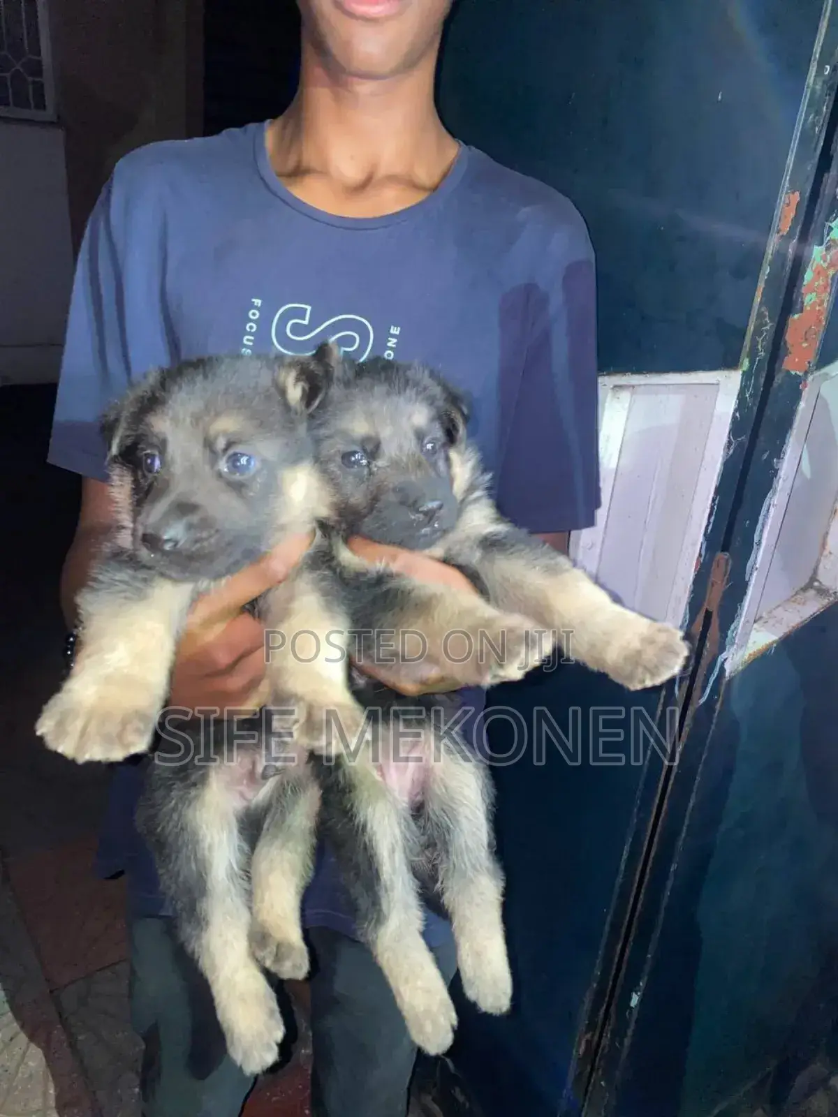 1-3 months Male Purebred German Shepherd