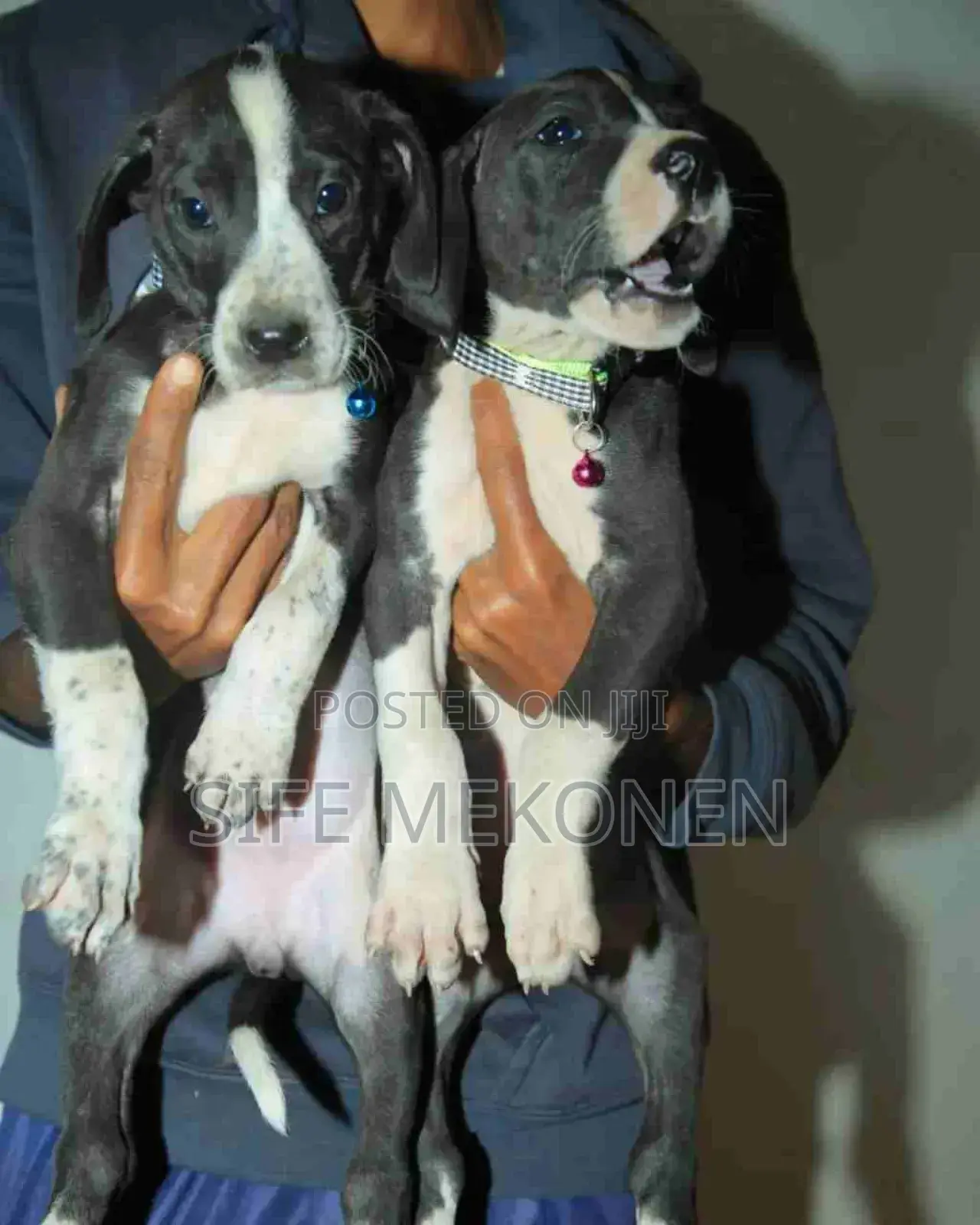1-3 months Male Purebred Great Dane