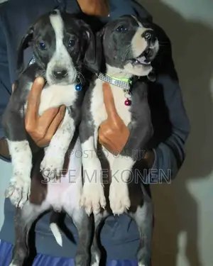 Photo - 1-3 months Male Purebred Great Dane