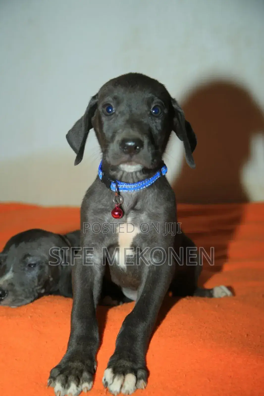 1-3 months Male Purebred Great Dane