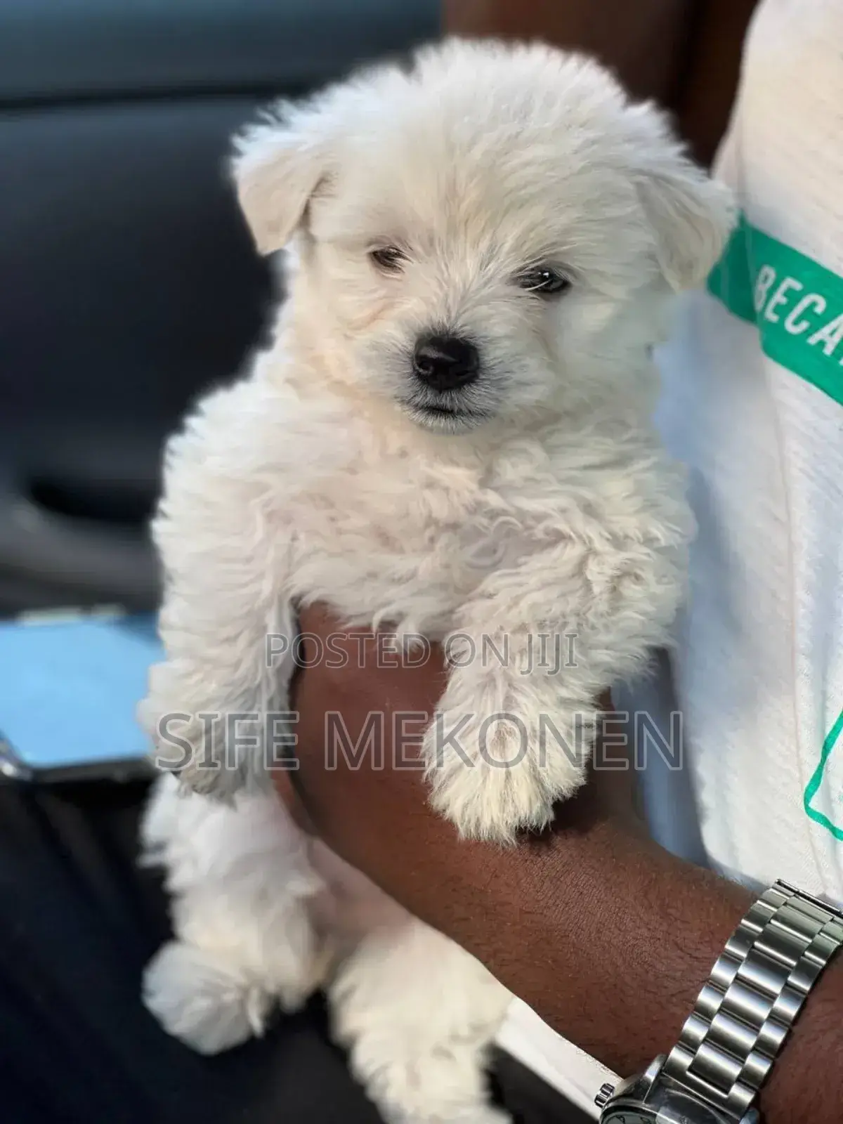 1-3 months Male Purebred Maltese