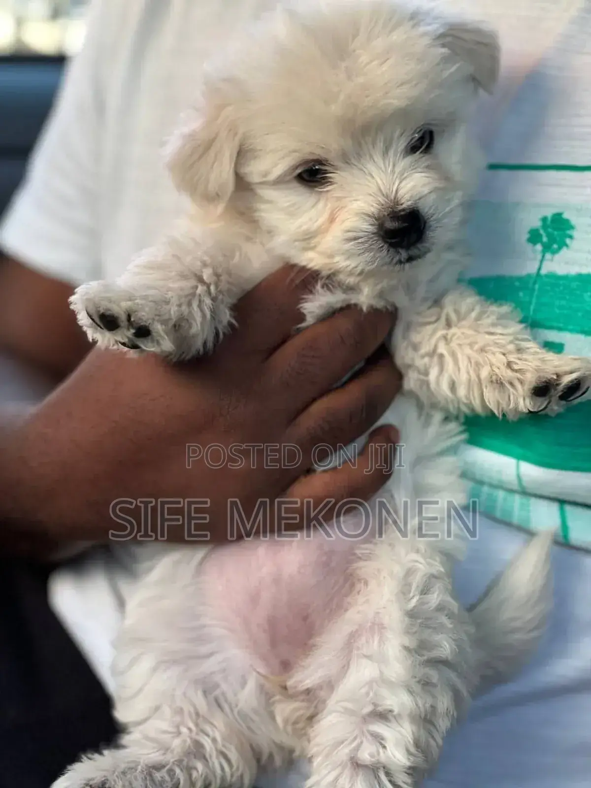 1-3 months Male Purebred Maltese