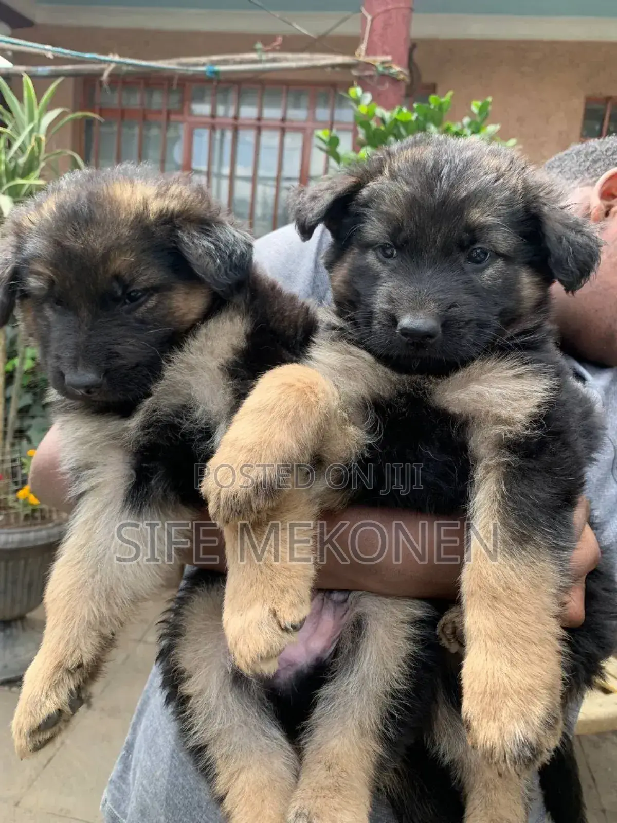 1-3 months Male Purebred German Shepherd