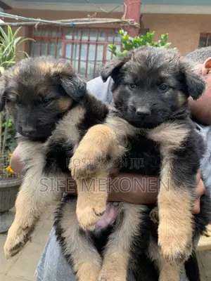 1-3 months Male Purebred German Shepherd