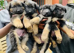 Photo - 1-3 months Male Purebred German Shepherd