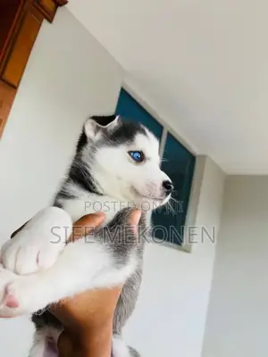 1-3 months Male Purebred Siberian Husky