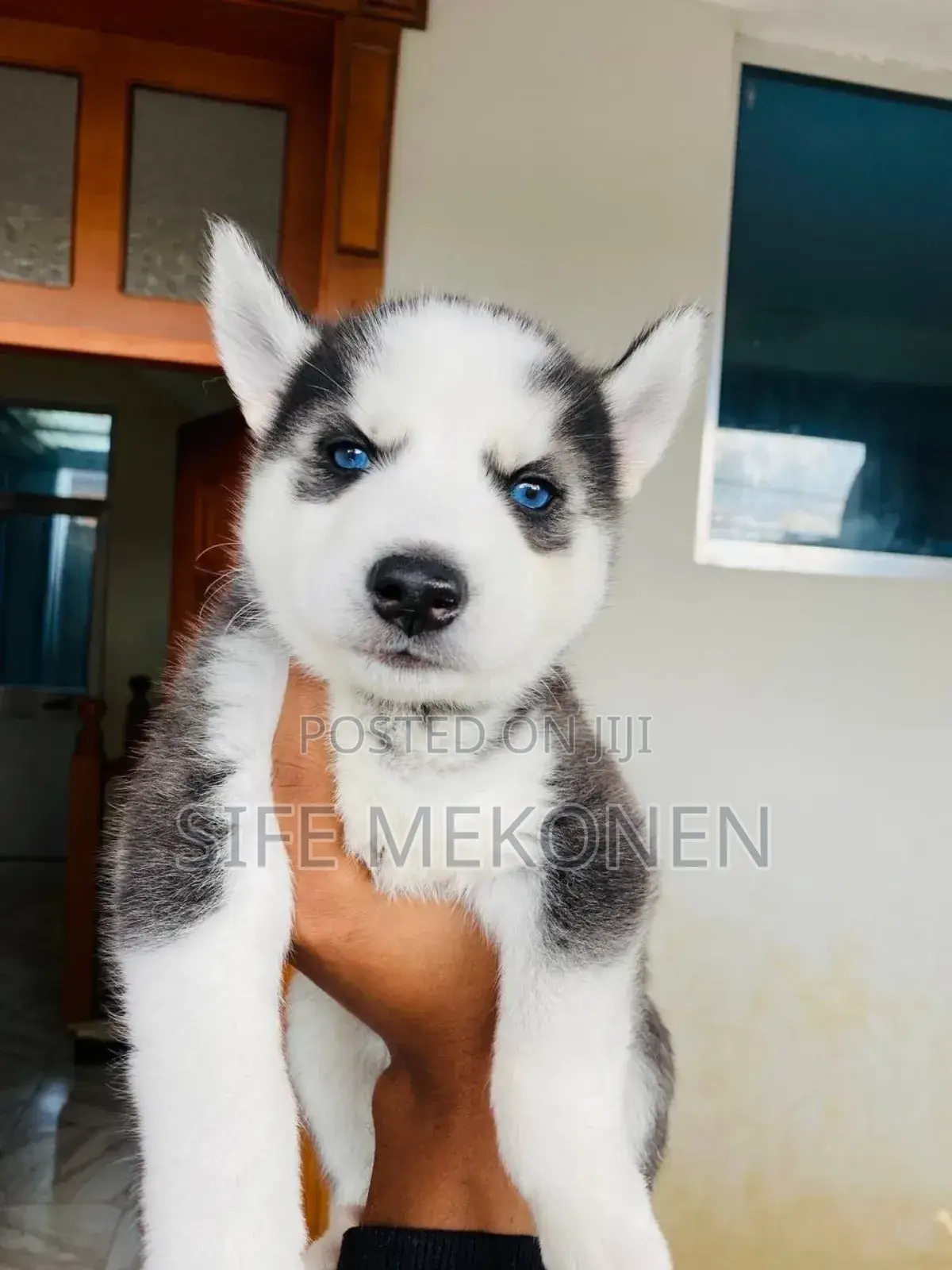 1-3 months Male Purebred Siberian Husky