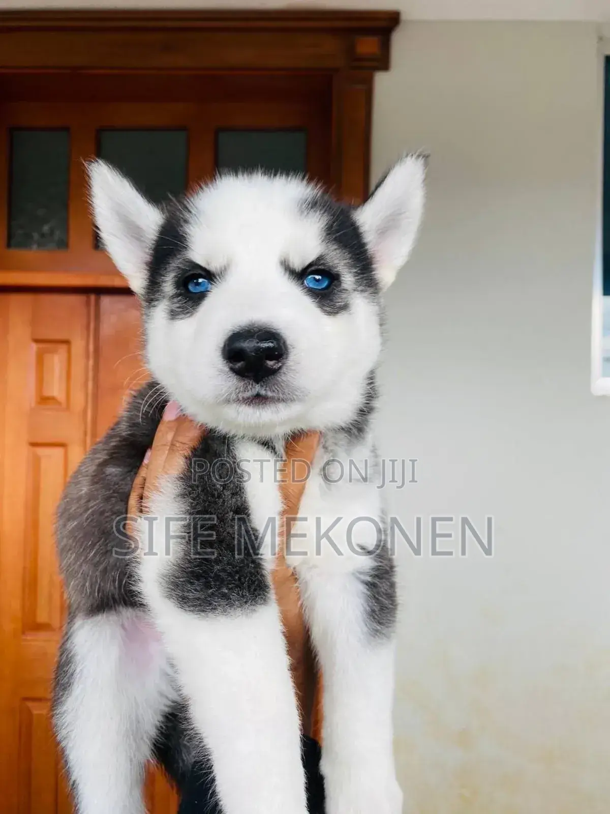 1-3 months Male Purebred Siberian Husky