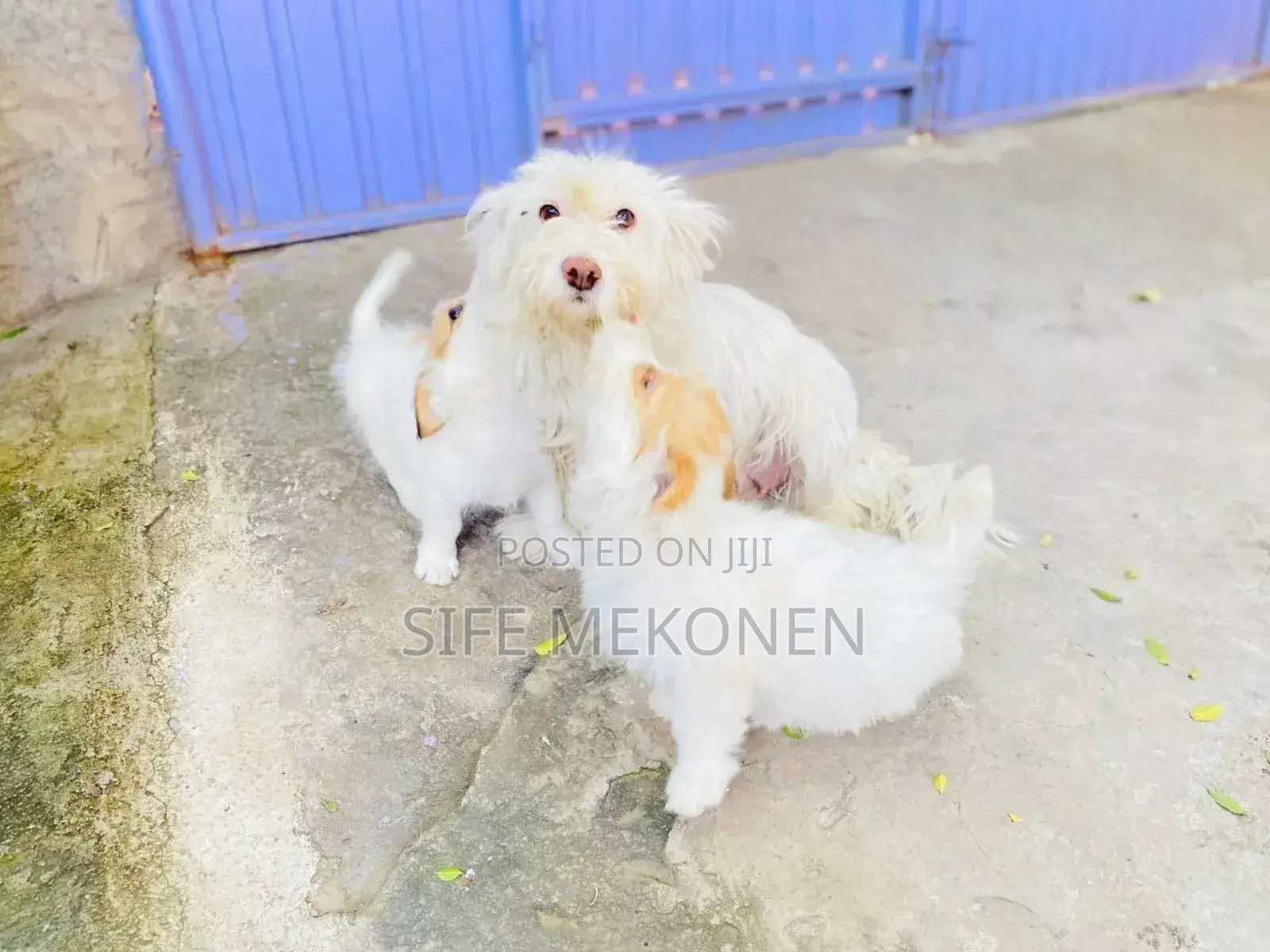 1-3 months Male Purebred Maltese