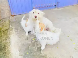 Photo - 1-3 months Male Purebred Maltese