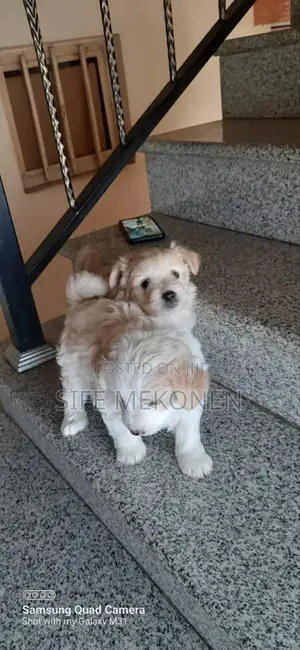 1-3 months Male Purebred Maltese