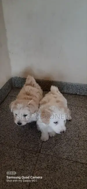 Photo - 1-3 months Male Purebred Maltese