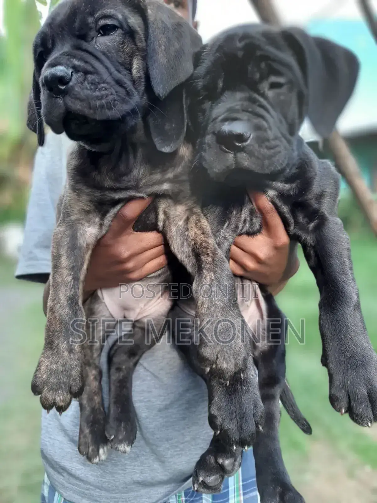 1-3 months Male Purebred Boerboel