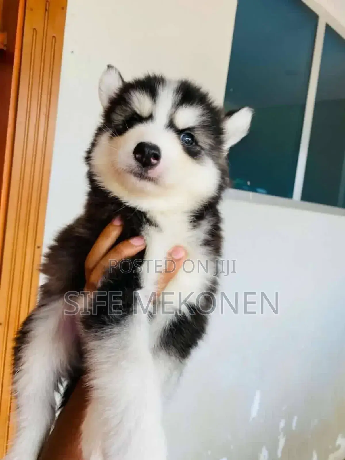 1-3 months Male Purebred Siberian Husky