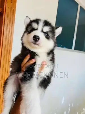 Photo - 1-3 months Male Purebred Siberian Husky