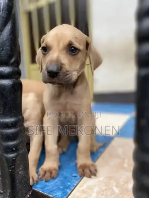 1-3 months Male Purebred Bullmastiff