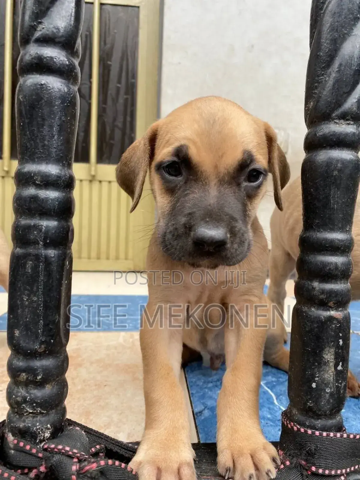 1-3 months Male Purebred Bullmastiff