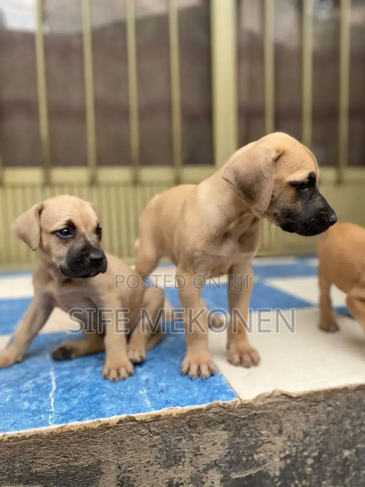 1-3 months Male Purebred Bullmastiff