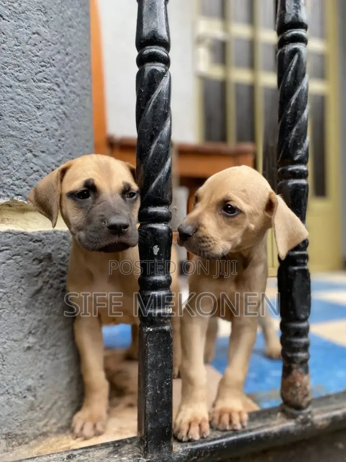 1-3 months Male Purebred Bullmastiff