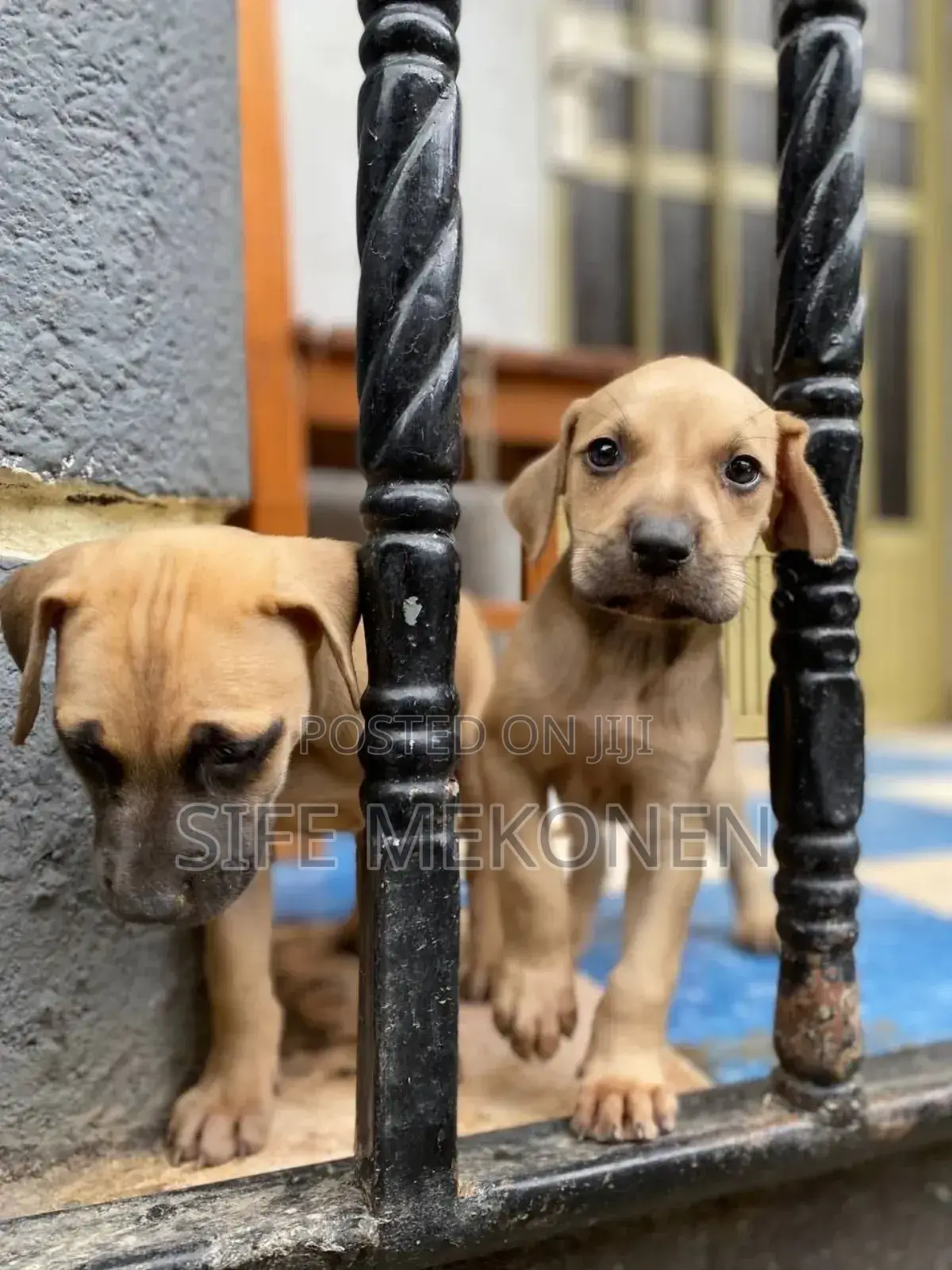 1-3 months Male Purebred Bullmastiff